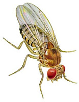 Drosophila