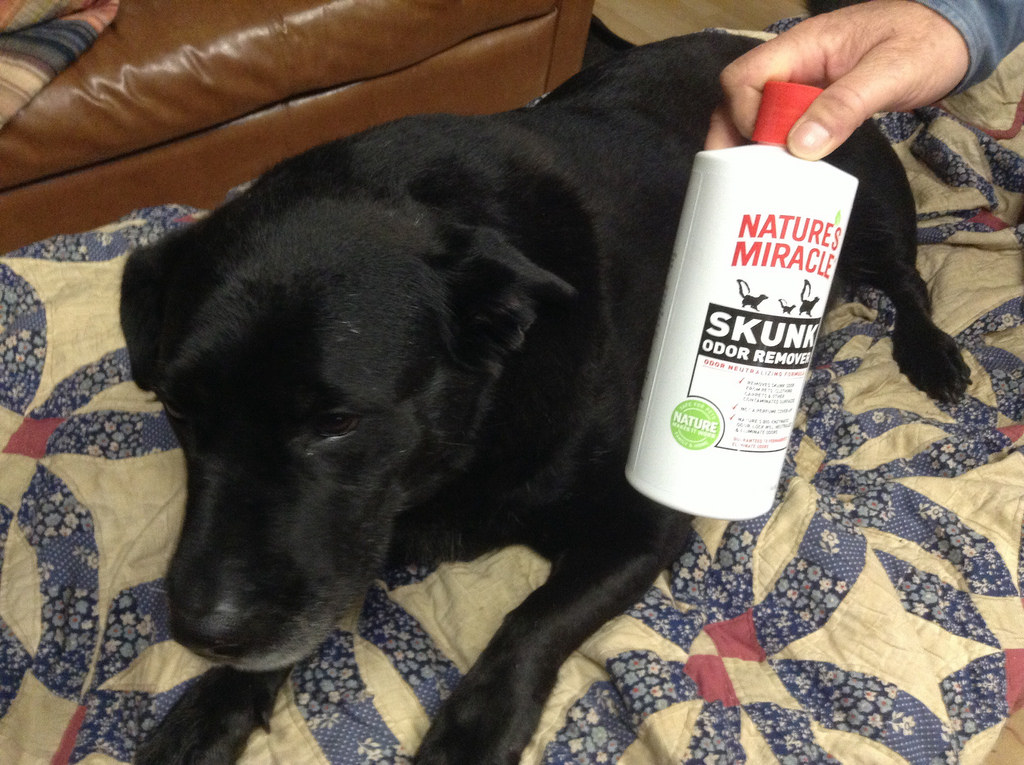 How To Eliminate Skunk Odor | Pet Info