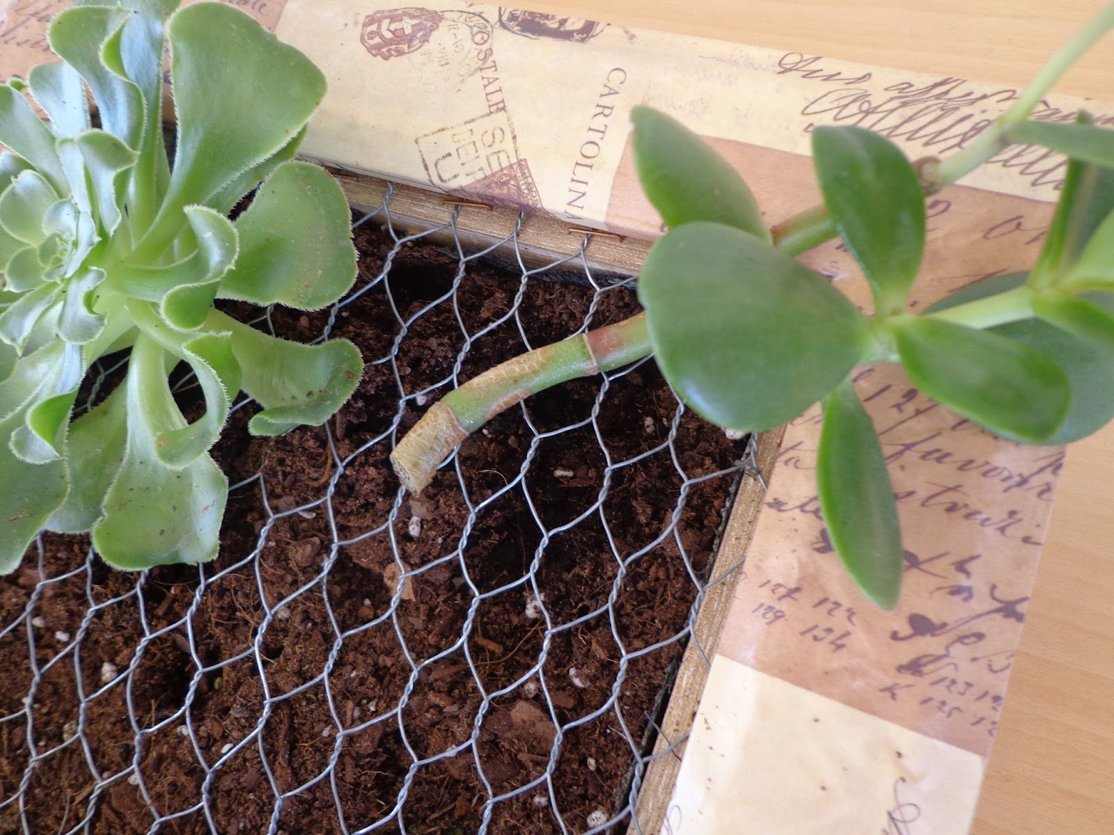 Entre anhelos y caprichos: Iniciándome en la jardinería vertical