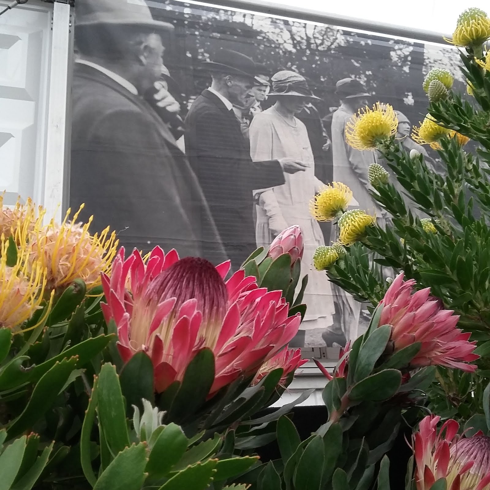 Meconopsis gold medal at chelsea flower show