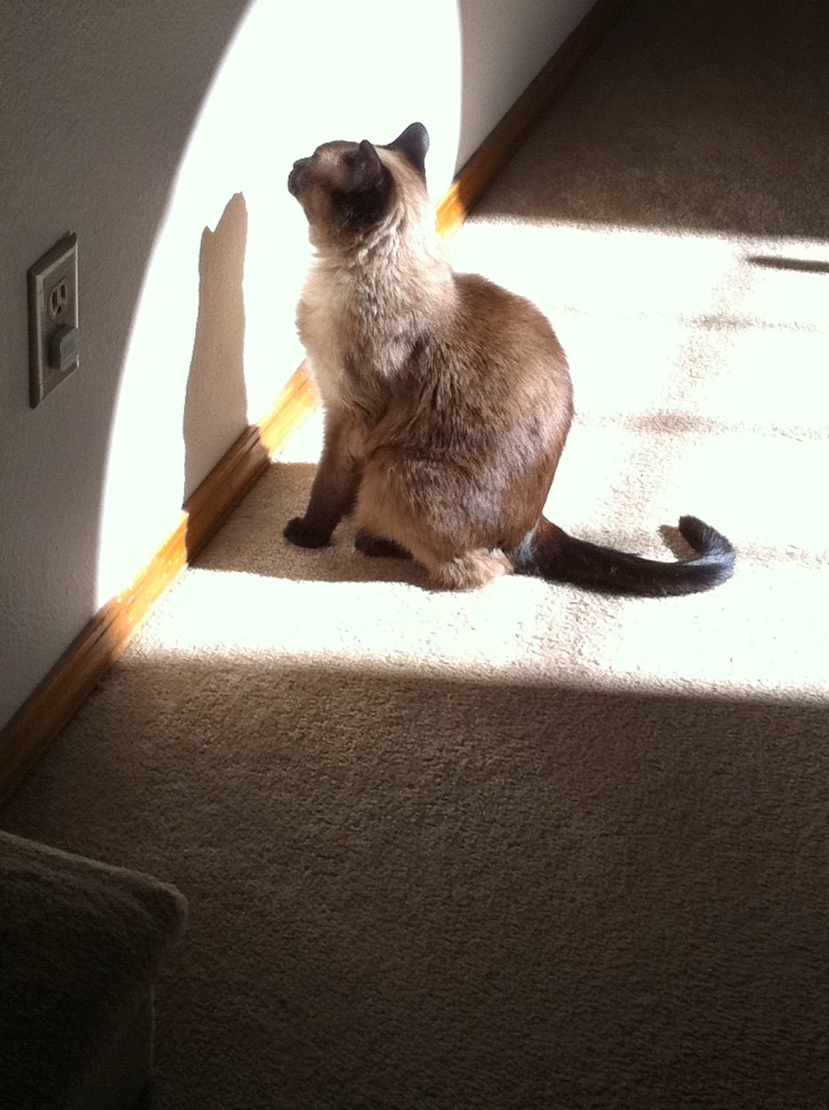 Goofy Ranch Bee Company