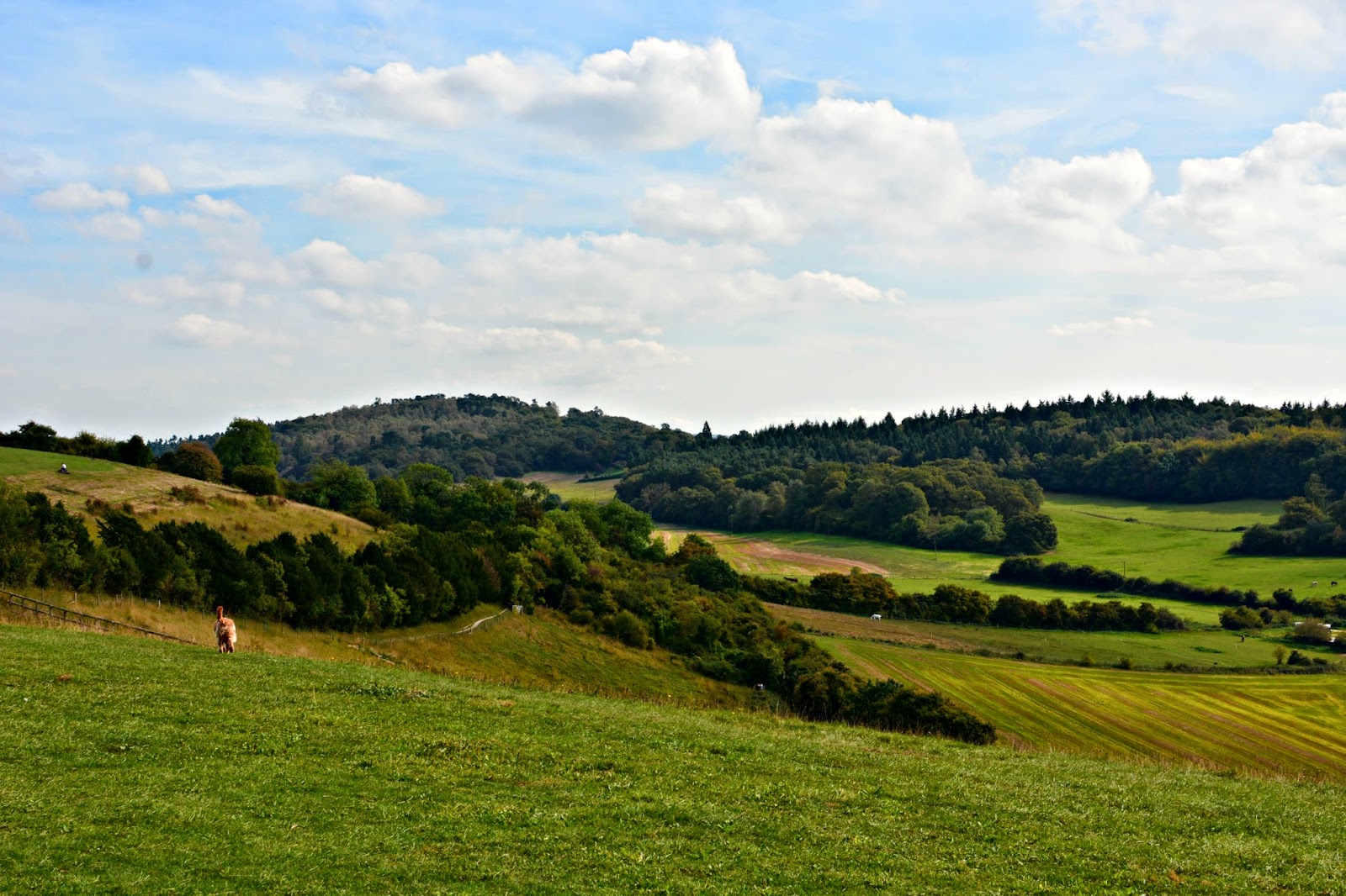 pewley downs surrey