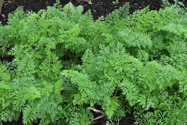 Growing carrots- plants in raised beds