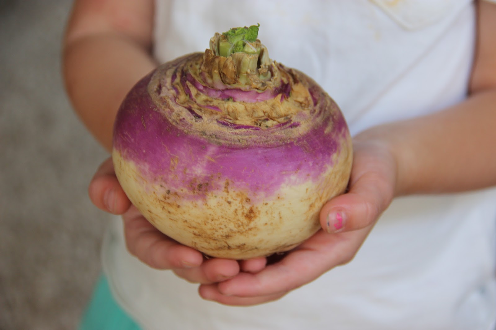 The Johnson Journey 17 weeks Turnip