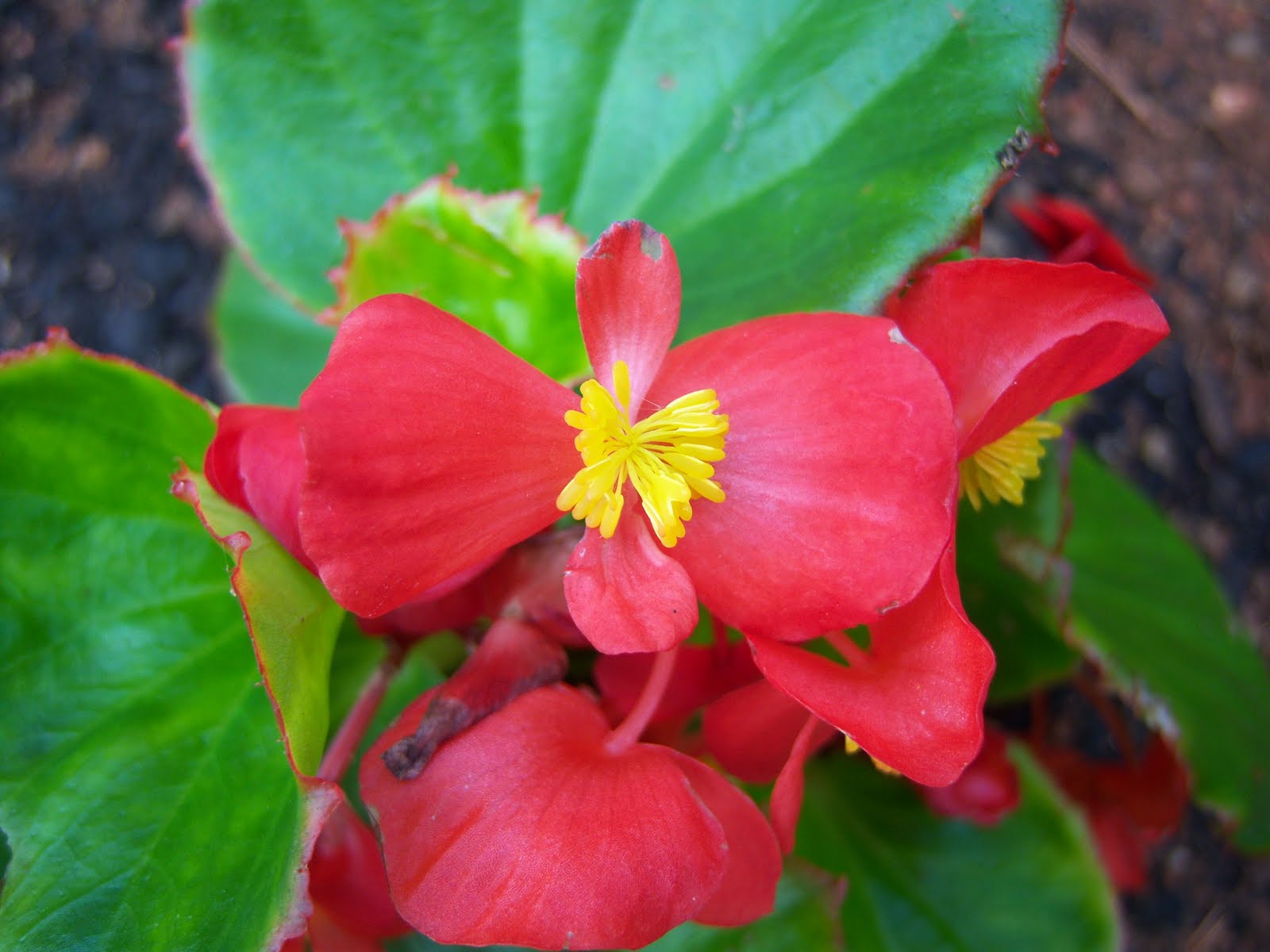 mewarnai begonia