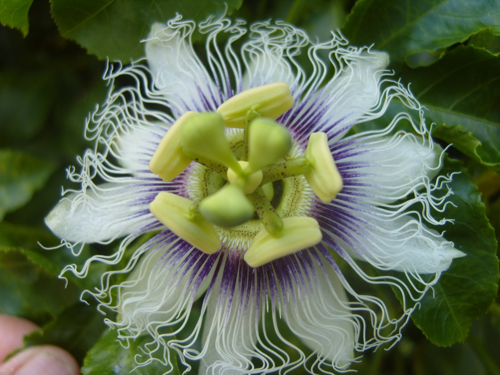 Barb'sBackyard April Flowers.