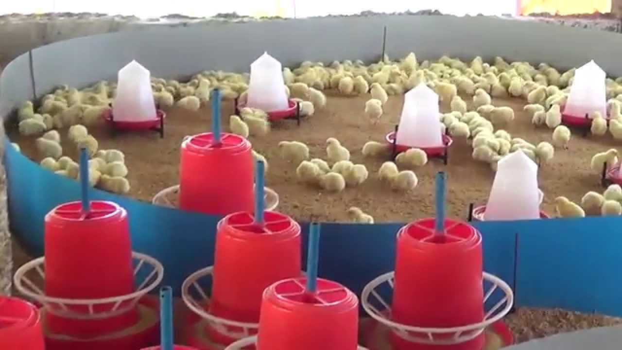 fdfdf Successful Poultry Business Starts With Proper Brooding Here