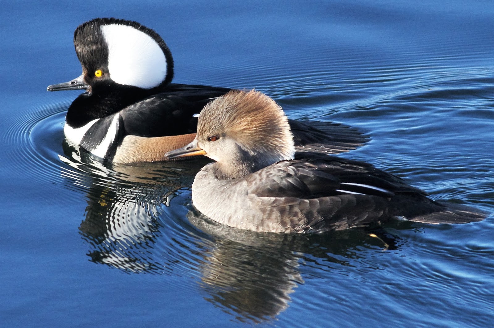 Paul's US Birding Blog Common Merganser in Central Park 2nd Feb