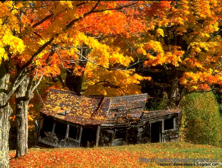 HD Wallpaper Pizza CookingDesktop Wallpapers Free Download