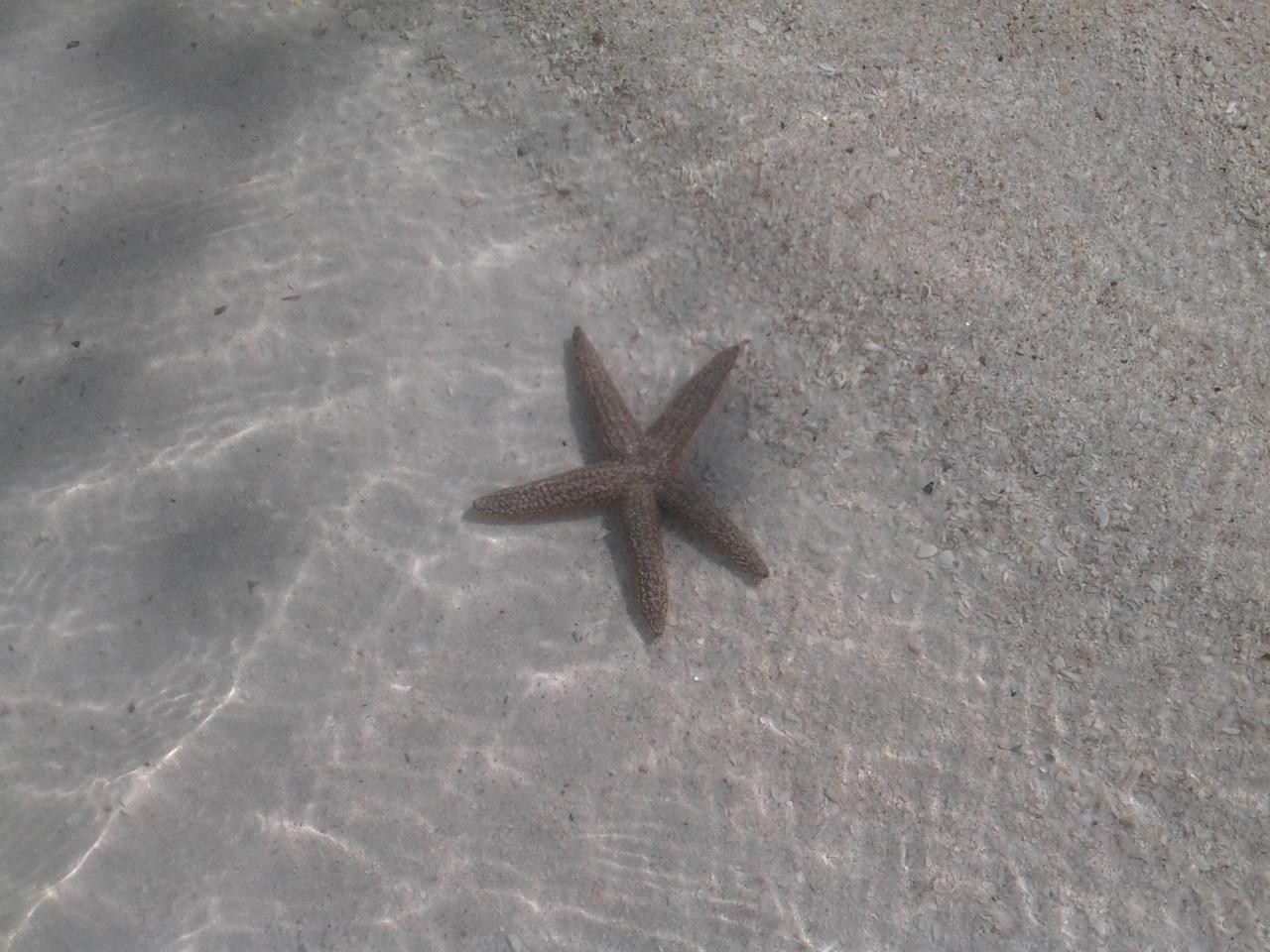 MY LIFE IN THE FLORIDA KEYS AND BEYOND Nest Key Revisited...First This