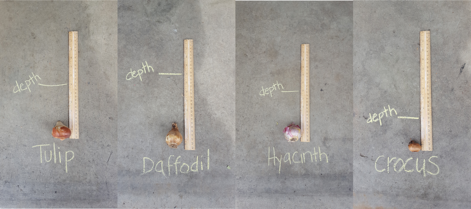 COHorts Planting Fall Bulbs for Spring Color