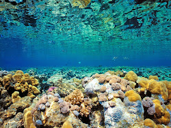 coral reef wallpapers desktop downloads