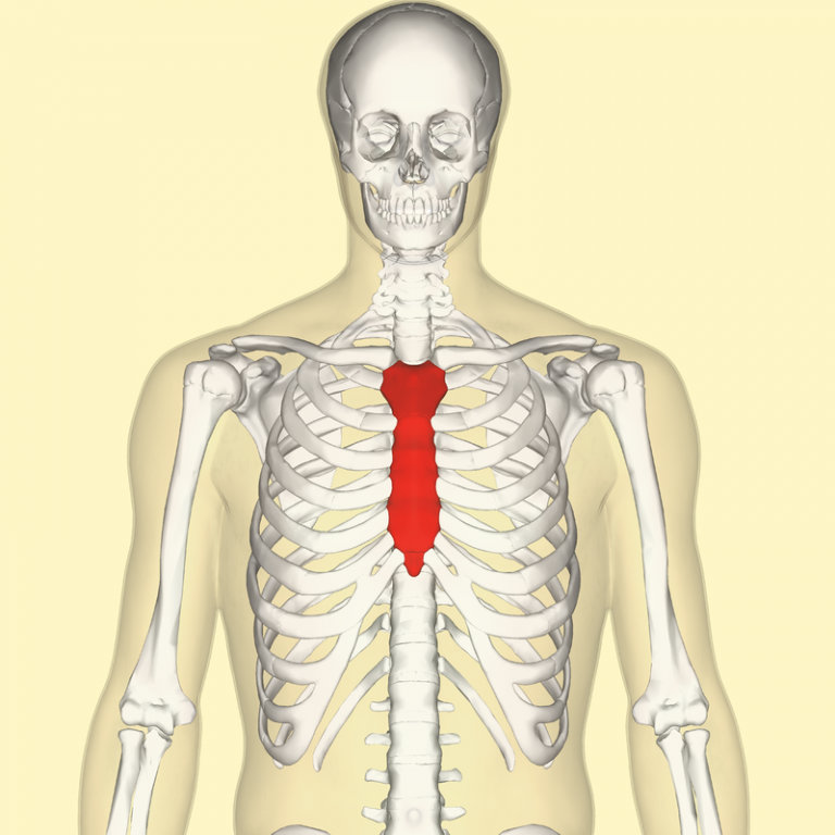 Latinski jezik za medicinske škole Povrede grudnog koša i prva pomoć
