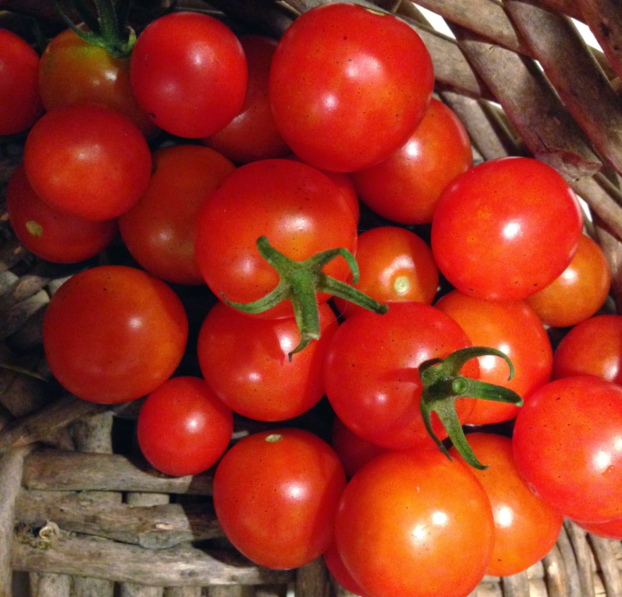 Sustainable Possibilities Harvest Monday Tomatoes, parsley and tabouli