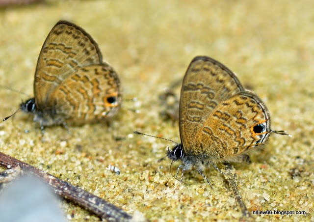 The Forested Path (and Beyond): BUTTERFLIES of RAUB: The Common Line ...