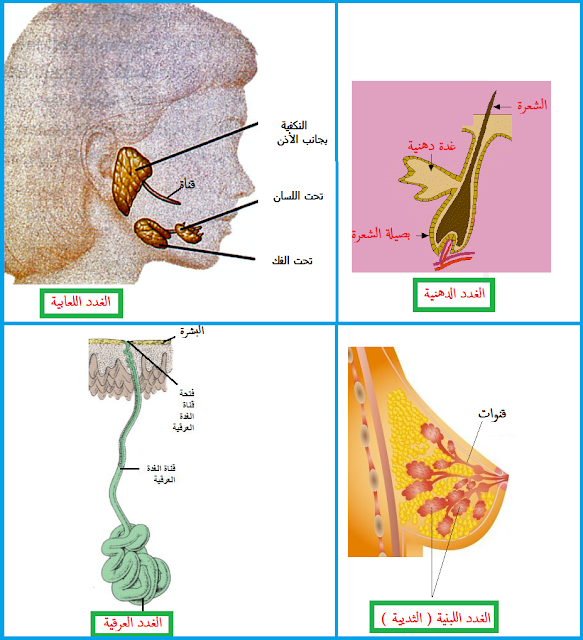2017 مدونة أحمد النادى لأحياء الثانوية العامة