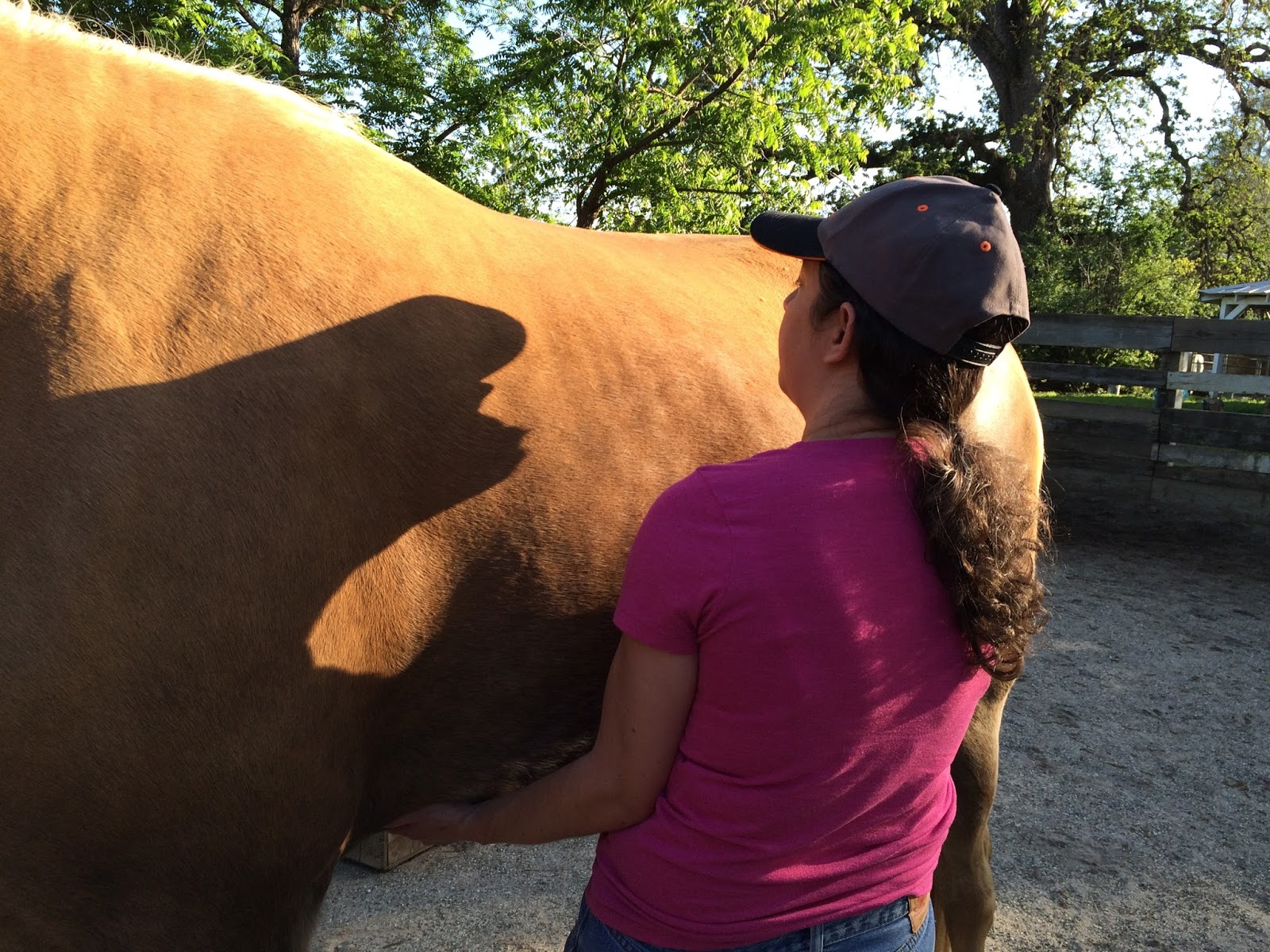 The Centauride Yoga for Horses The Belly Lift