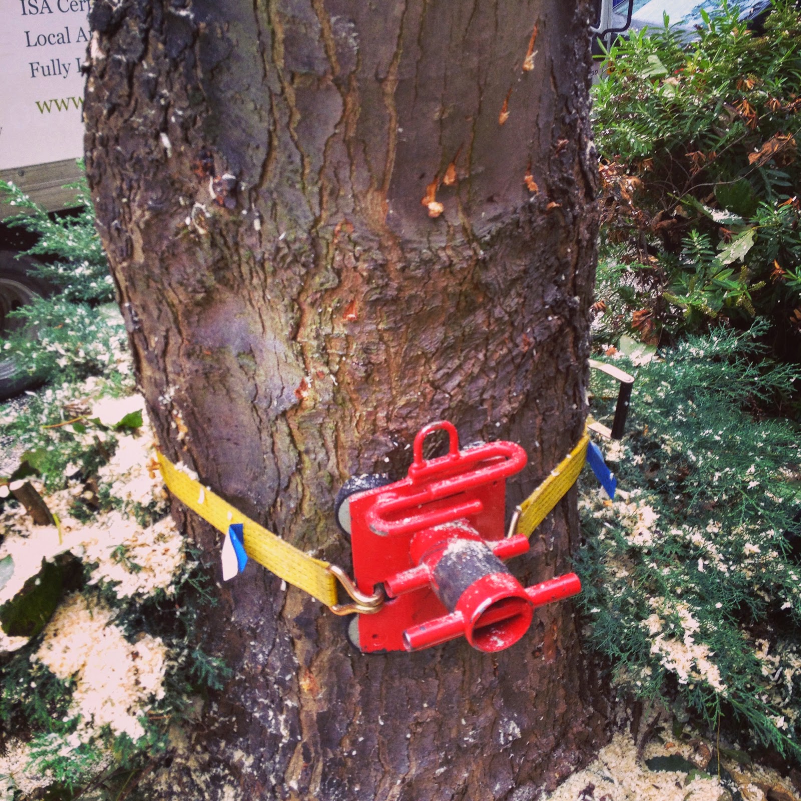 ArborTricks Tree Runner P500 First Impressions