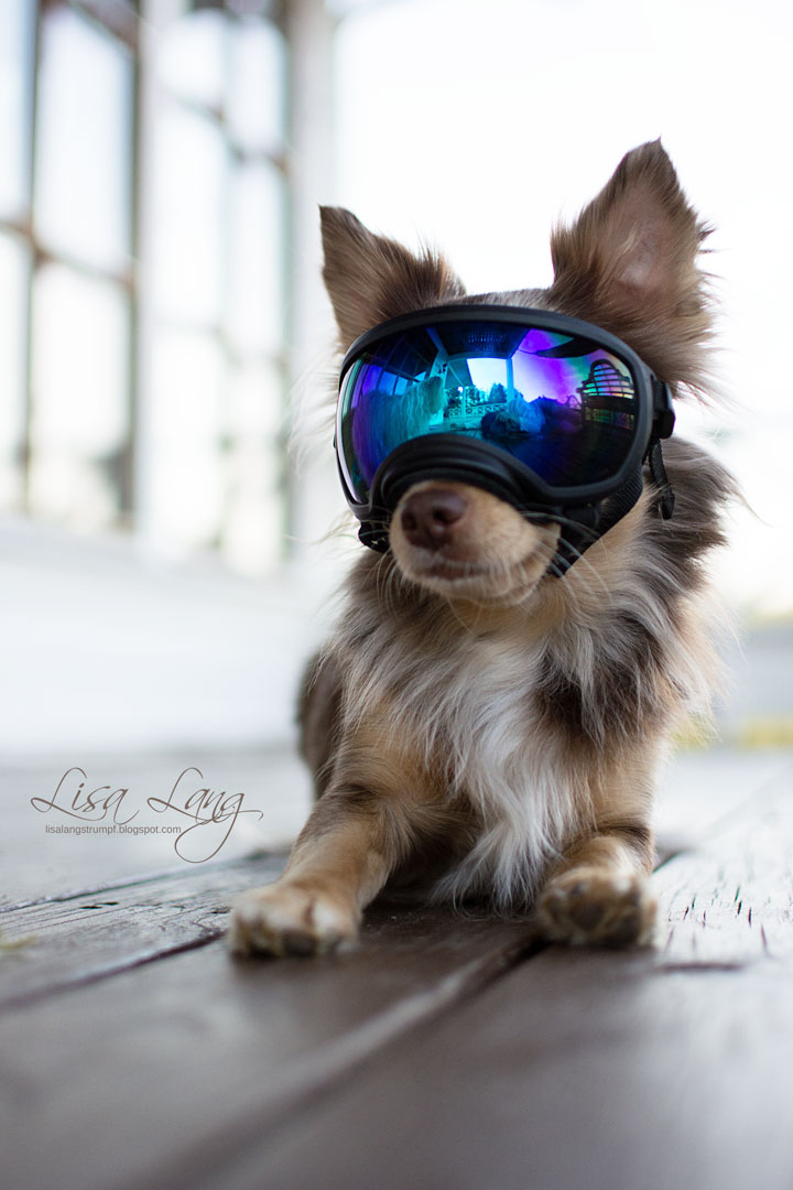 Eine Piratin im Land der Wikinger Ein Hund mit Sonnenbrille?