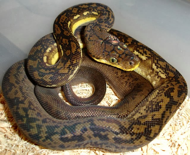 ULAR DILINDUNGI - KONSERVASI ALAM