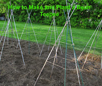 How to Make and Plant a Bean Teepee