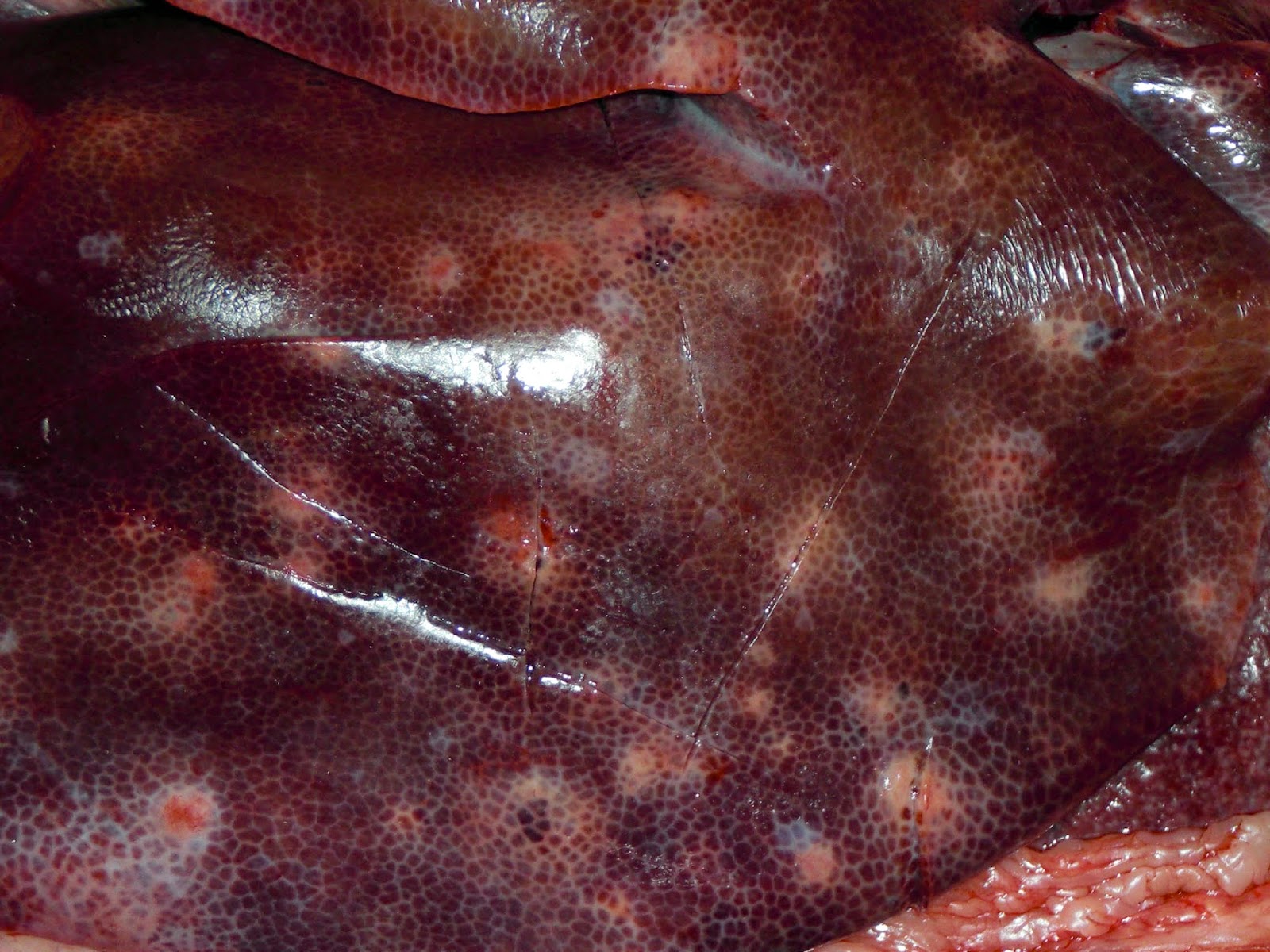 Campo Visual Enfermedades Clostridiales (Clostridiosis)