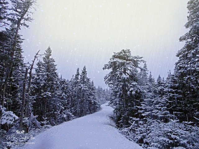 Beautiful Snow On Trail