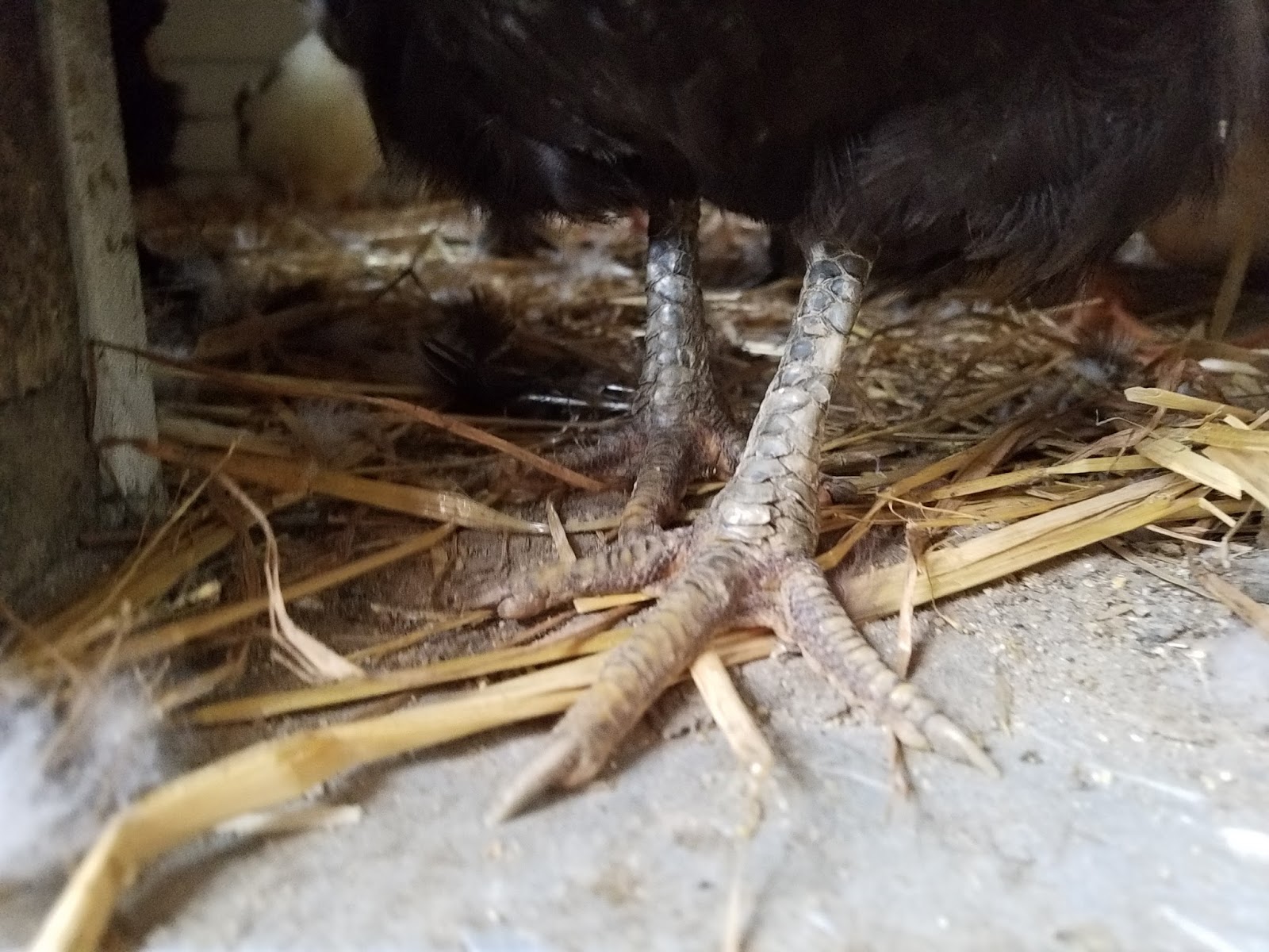 Natural Treatment for Scaly Leg Mites on Chickens Fresh Eggs Daily®