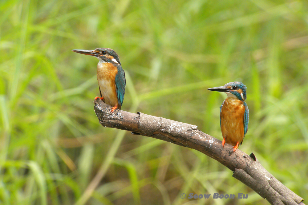 ALL-WILD...: A Pair of Common Kingfisher at Huben
