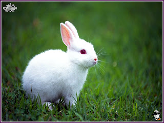 red eyes cute baby, Rabbits , bunny, image, widescreen free download