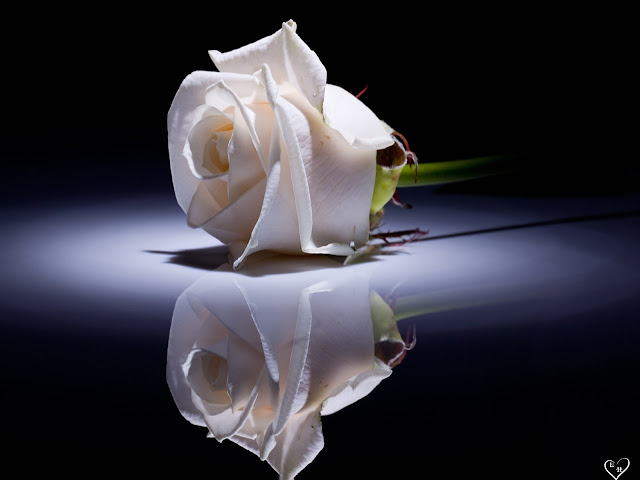 White Roses Pictures