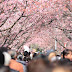 Do you believe in destiny in Spring? - Cherry Blossoms Meeting in South Korea