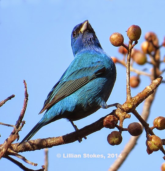 STOKES BIRDING BLOG More Spring Migrants, Sanibel Lighthouse, FL