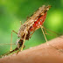 Beyond Malaria, Mosquito Can Give You Dengue Fever