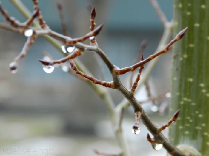rain drops on a branch photography-growcreative