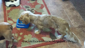 Eclectic Red Barn: Tiny standing on all fours eating Doxies