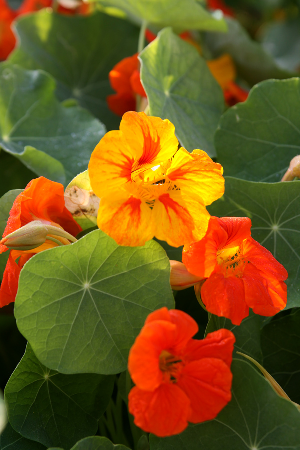 Healing Weeds Nasturtium