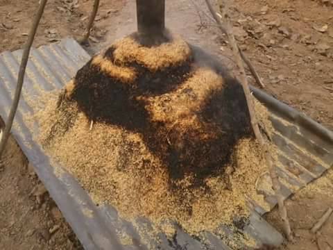 Beberapa manfaat sekam arang  padi sebagai media tanaman