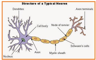 Sebagai jaringan saraf berikut, kecuali yang pernyataan benar adalah tentang Soal Biologi