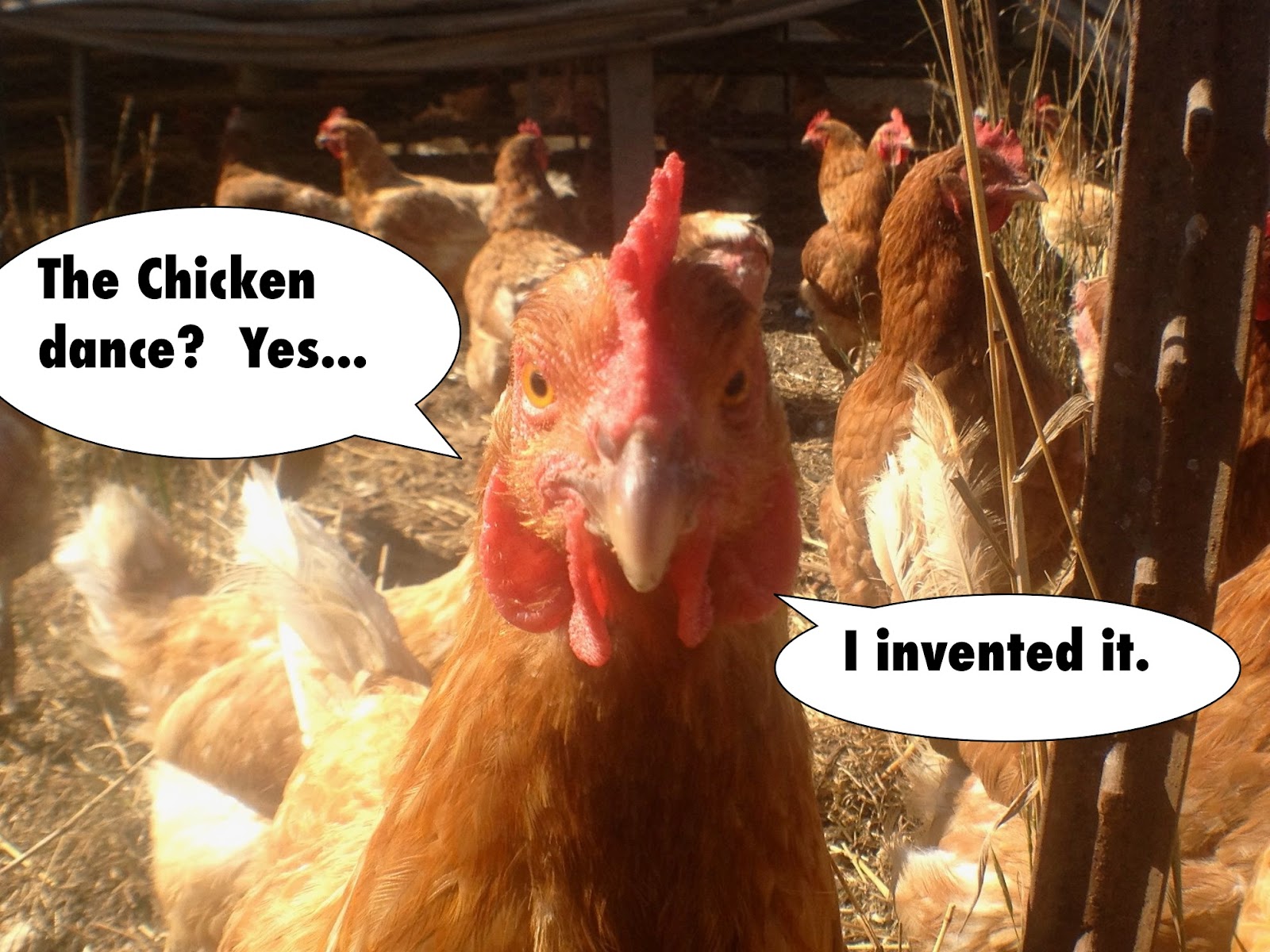 DOG PARTY! Serious Chicken on the evolution of the chicken dance