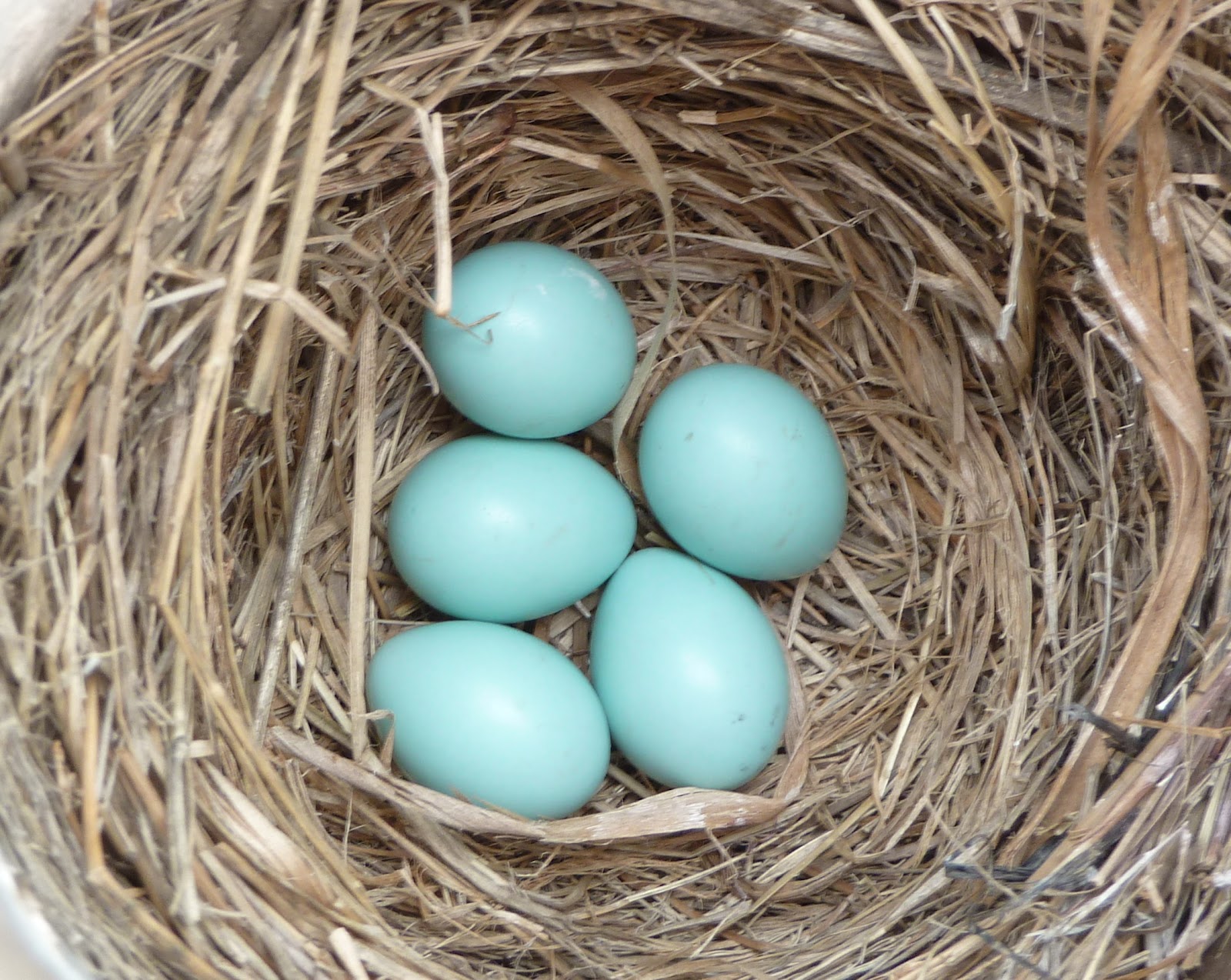 Penelopedia Nature and Garden in Southern Minnesota Bluebird Expo