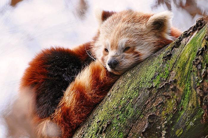 Panda rojo (Ailurus fulgens)
