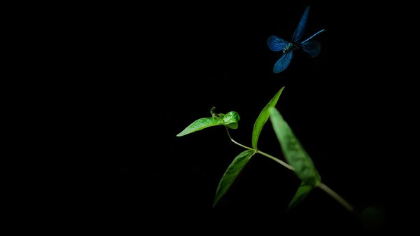 Butterfly Flying Black Wallpaper Full Widescreen HD