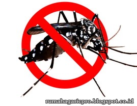 Obat Demam Berdarah Dengue Obat Demam Berdarah Dengue