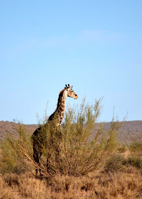Giraffes in Namibia