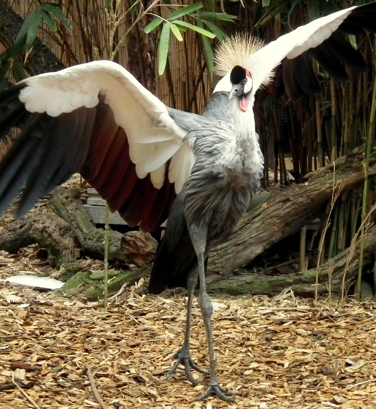A crowned crane ballet dancing. A crowned crane ballet dancing.