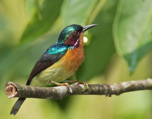 Kolibri Wulung Muncang Burung Zombie