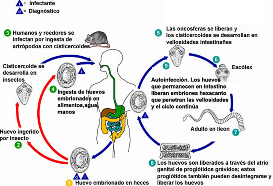 Microbiologia y Parasitologia 2_E Unpa Microbiologia y Parasitologia 2_E Unpa
