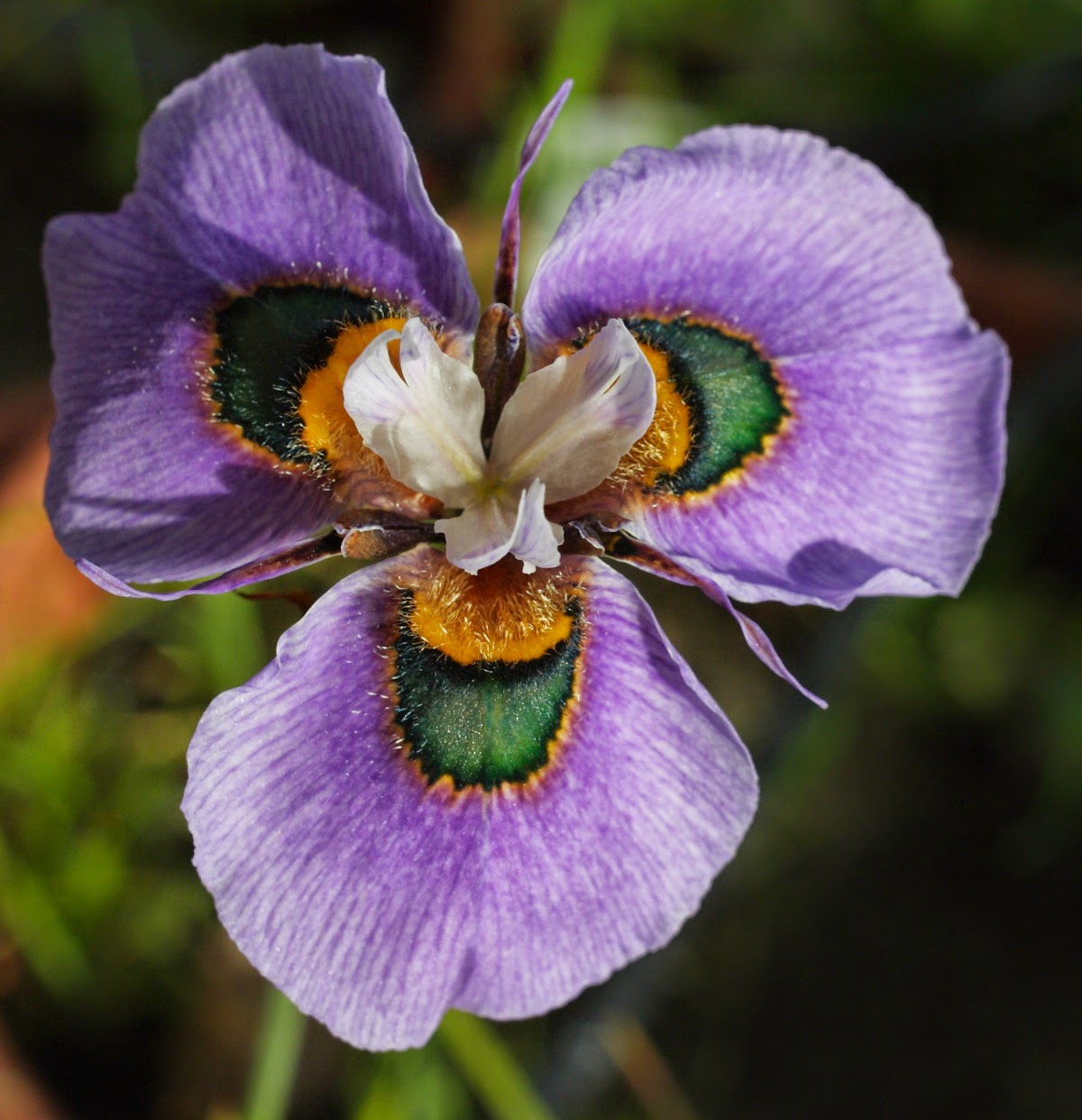 Growing Cool Plants: Moraea villosa Color Forms