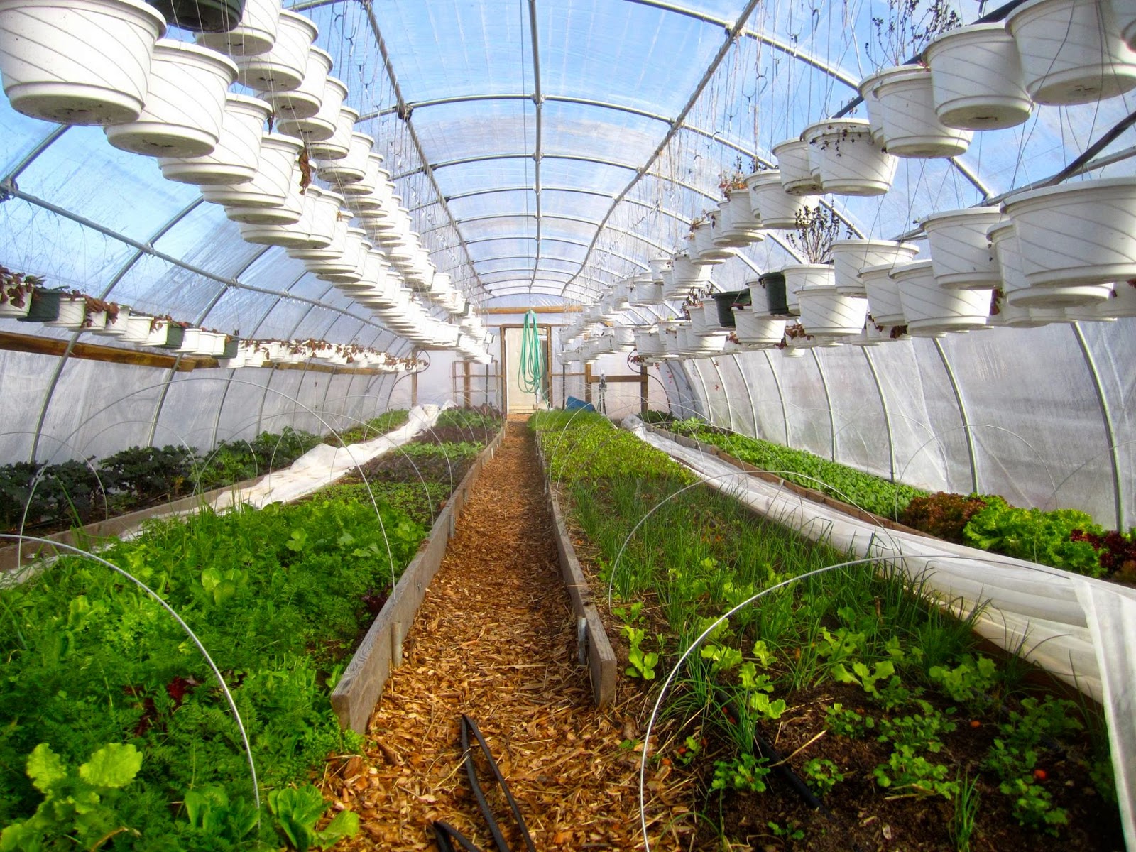 Ферма микрозелени поддон. Форма яблока. Азиатское яблоко. Грибная ферма со стеллажами. Козлятник +свинарник+курятник.